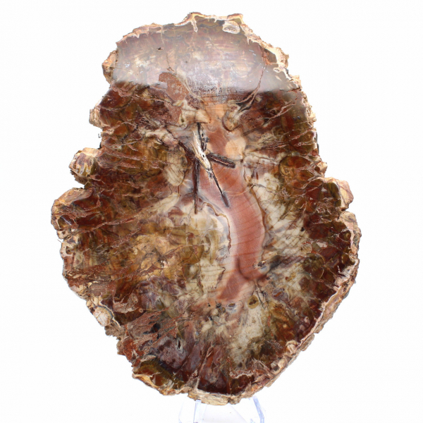 Fossilisiertes Holz aus Madagaskar – Große polierte Scheibe