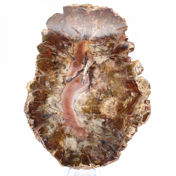 Fossilisiertes Holz aus Madagaskar – Große polierte Scheibe