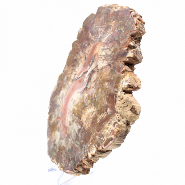 Fossilisiertes Holz aus Madagaskar – Große polierte Scheibe