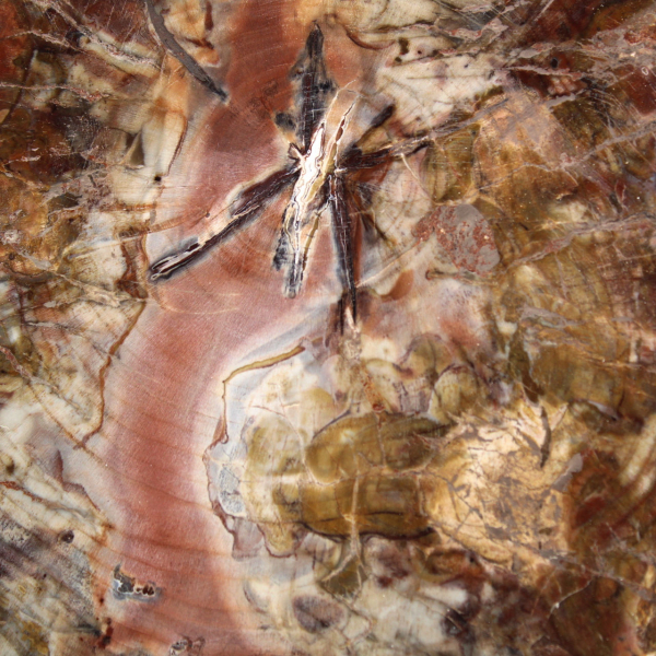 Fossilisiertes Holz aus Madagaskar – Große polierte Scheibe