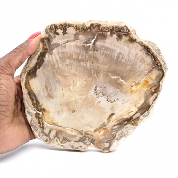 Scheibe versteinertes madagassisches Holz – Mineralästhetik