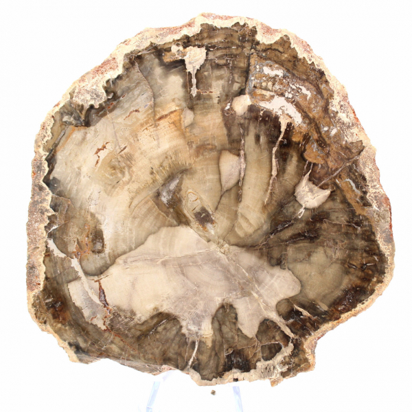 Fossilisiertes Holz aus Madagaskar – Abteilung Dekorative Kollektion