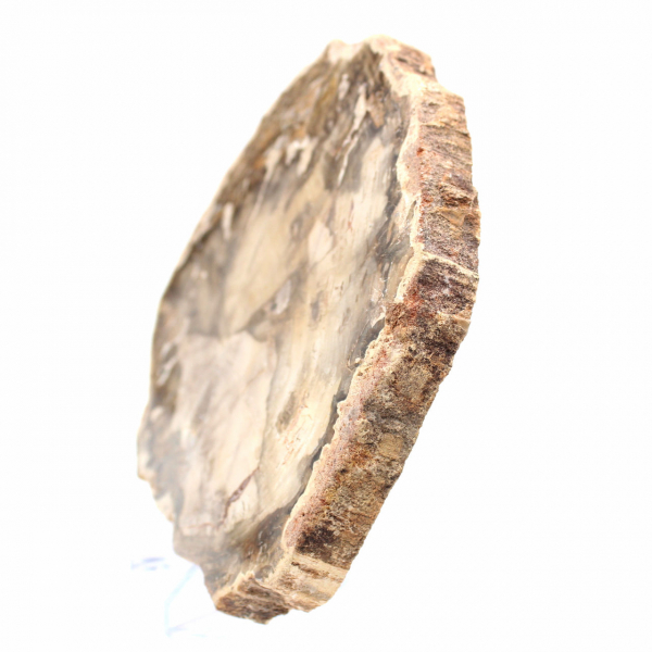 Fossilisiertes Holz aus Madagaskar – Abteilung Dekorative Kollektion