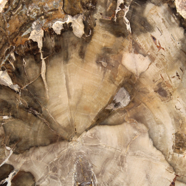 Fossilisiertes Holz aus Madagaskar – Abteilung Dekorative Kollektion