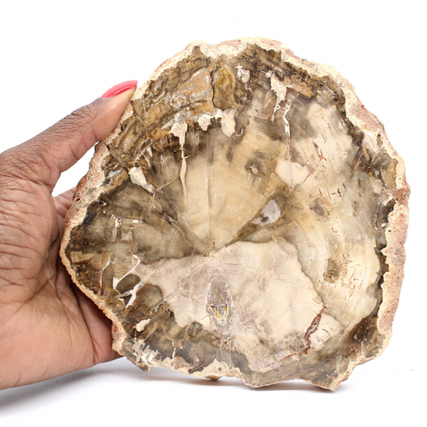 Fossilisiertes Holz aus Madagaskar – Abteilung Dekorative Kollektion