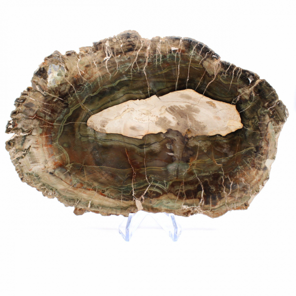 Längliche Scheibe aus kieselsäurehaltigem Holz – Herkunft: Madagaskar