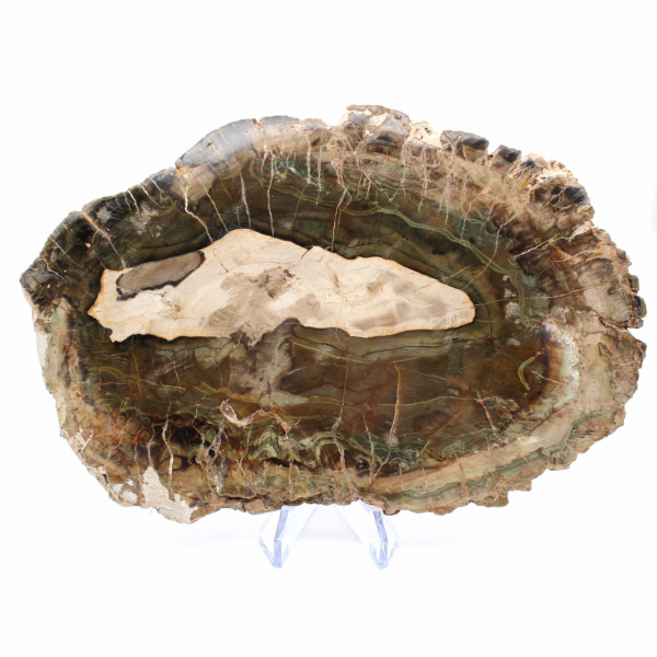 Längliche Scheibe aus kieselsäurehaltigem Holz – Herkunft: Madagaskar