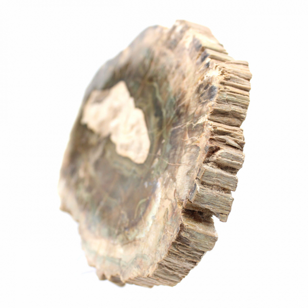 Längliche Scheibe aus kieselsäurehaltigem Holz – Herkunft: Madagaskar