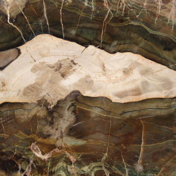 Längliche Scheibe aus kieselsäurehaltigem Holz – Herkunft: Madagaskar