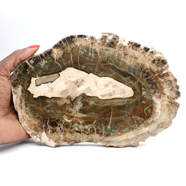 Längliche Scheibe aus kieselsäurehaltigem Holz – Herkunft: Madagaskar