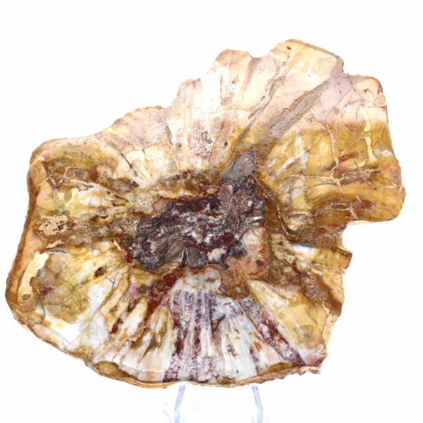 Polierter Abschnitt aus fossilem Holz – Mineral aus Majunga