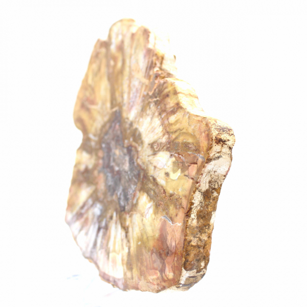 Polierter Abschnitt aus fossilem Holz – Mineral aus Majunga