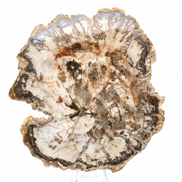 Große Scheibe versteinertes Holz aus Madagaskar – ein außergewöhnliches Stück