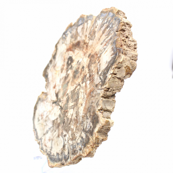 Große Scheibe versteinertes Holz aus Madagaskar – ein außergewöhnliches Stück