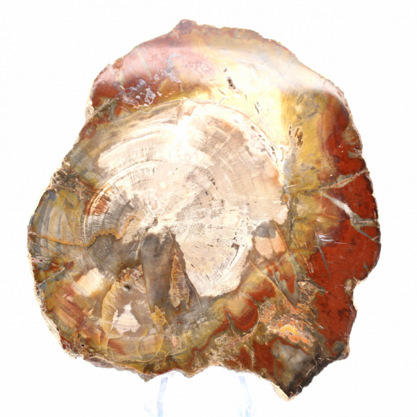 Versteinertes Holz aus Madagaskar – Quadratische Scheibe für Sammler