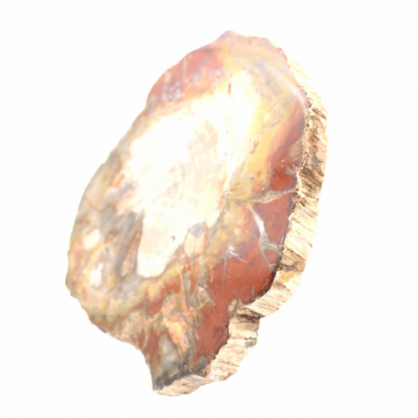 Versteinertes Holz aus Madagaskar – Quadratische Scheibe für Sammler