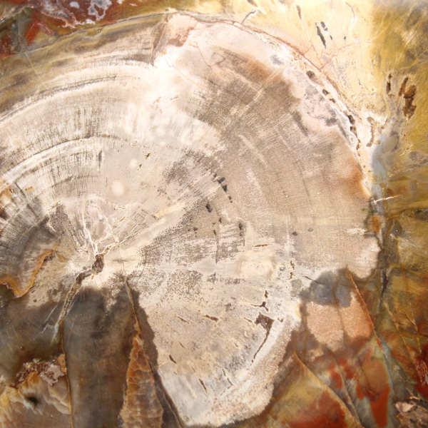 Versteinertes Holz aus Madagaskar – Quadratische Scheibe für Sammler