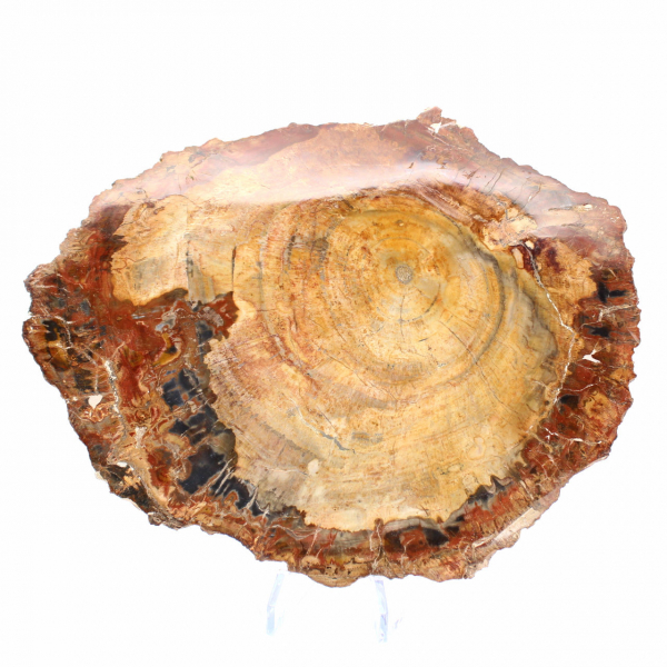 Polierte Scheibe aus fossilem Holz – Exemplar aus Majunga