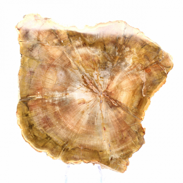 Abschnitt aus versteinertem Holz aus Madagaskar – Sammlerqualität