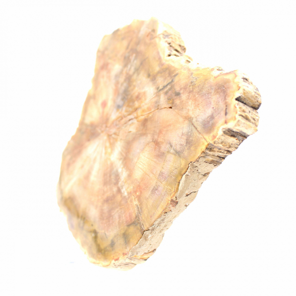 Abschnitt aus versteinertem Holz aus Madagaskar – Sammlerqualität