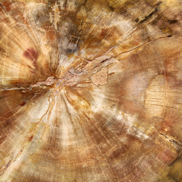 Abschnitt aus versteinertem Holz aus Madagaskar – Sammlerqualität