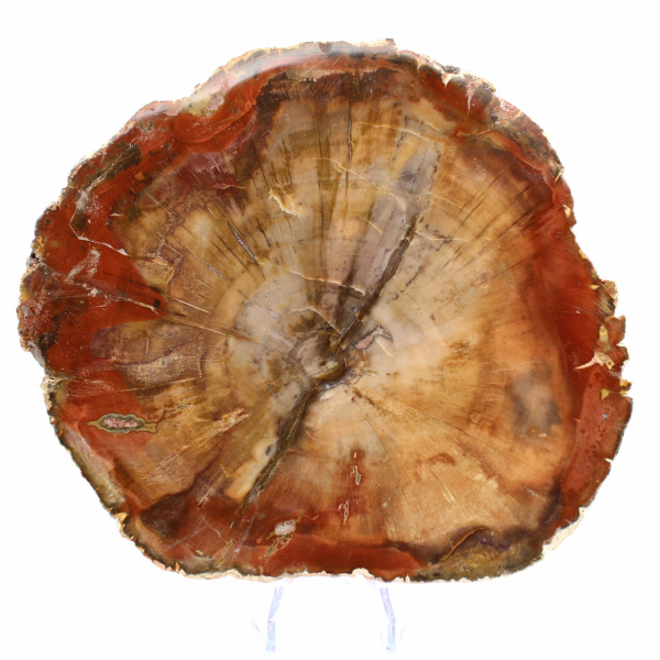 Fossilisiertes Majunga-Holz – authentische, polierte Scheibe