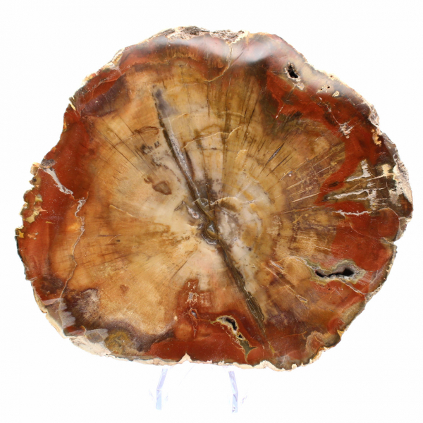 Fossilisiertes Majunga-Holz – authentische, polierte Scheibe