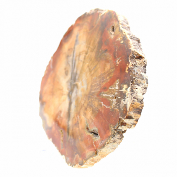 Fossilisiertes Majunga-Holz – authentische, polierte Scheibe