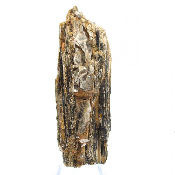 Kleines Exemplar von schwarzem Turmalin - Madagaskar