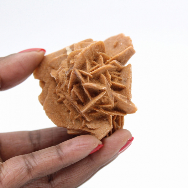 Marokkanische Wüstenrosenkristalle für mineralogische Sammlungen