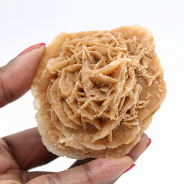 Marokkanische Wüstenrose: massive Sammlerrosette