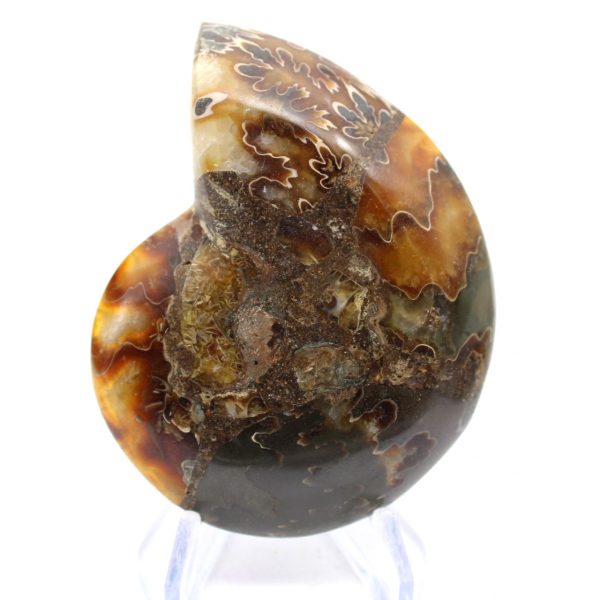 Ammonit aus Madagaskar mit polierter und unpolierter Oberfläche