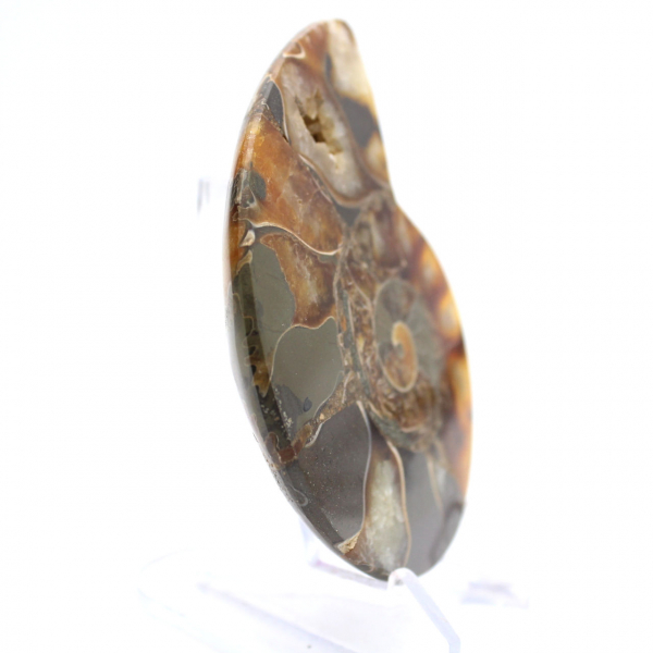 Ammonit aus Madagaskar mit polierter und unpolierter Oberfläche