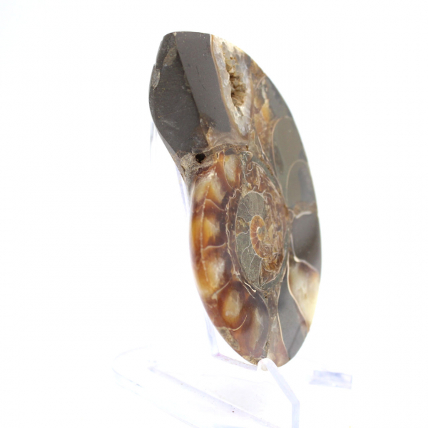 Poliertes Ammonitenfossil: Sammlerstück