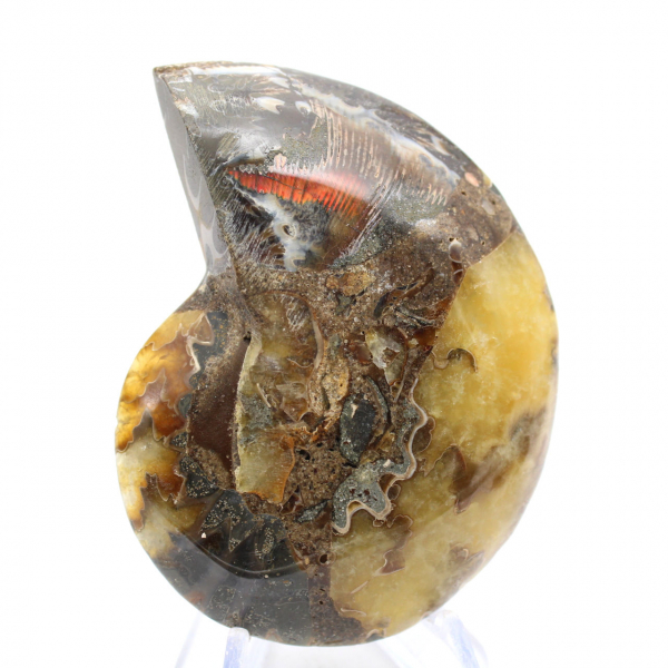 Poliertes Ammonitenfossil: Ästhetik und Wissenschaft