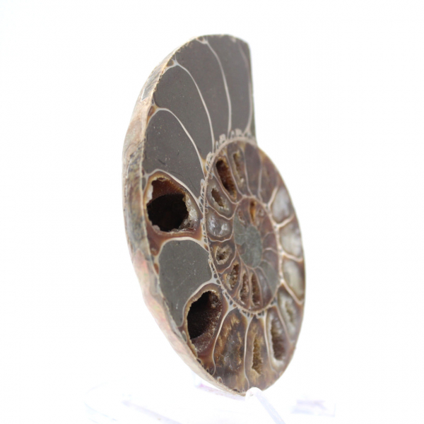 Ammonitenexemplar: Zwischen Land und Meer