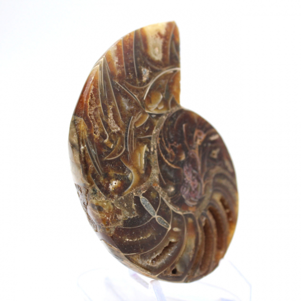 Kleiner Ammonit aus Madagaskar: Mineralische Reinheit