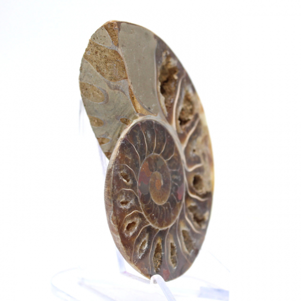 Poliertes Ammonitenfossil: Licht von Mahajanga