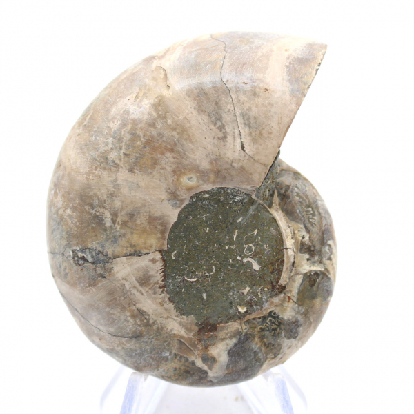 Ammonit aus Madagaskar: Festigkeit und Stabilität