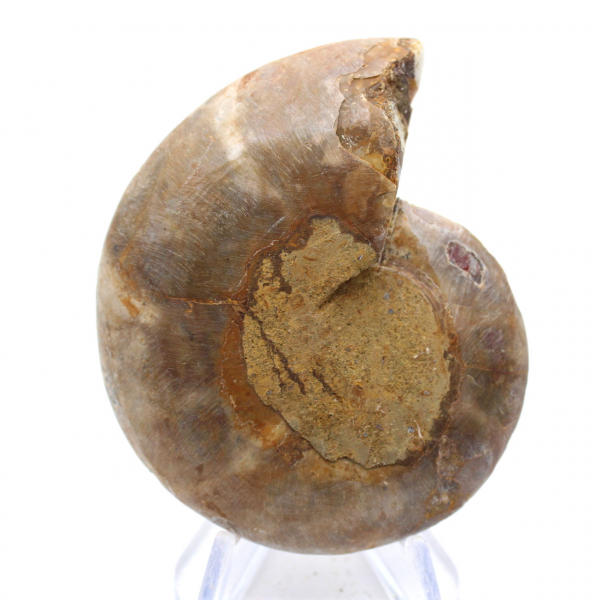 Ammonitenexemplar: Die Madagaskar-Spirale