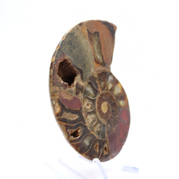 Fossilisierter Ammonit: Mineralienprobe aus Madagaskar