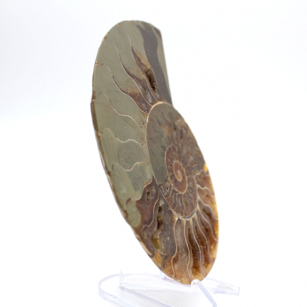 Beeindruckender Ammonit aus Madagaskar: Fossilienreinheit