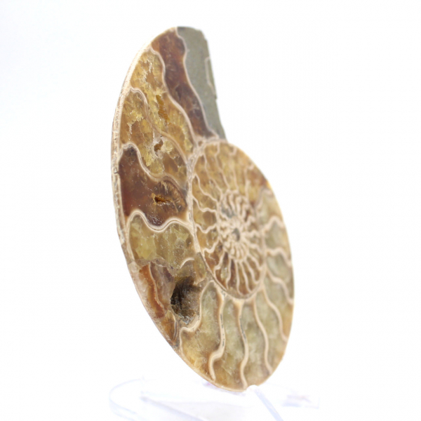 Fossiler Ammonit aus Mahajanga: Mineralbilanz