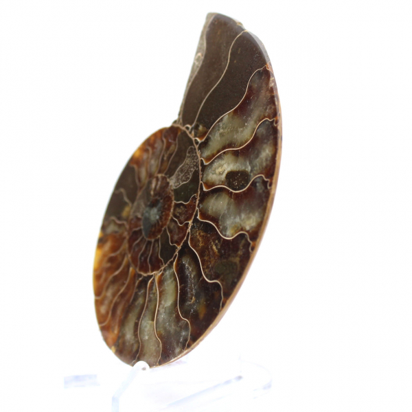 Ammonit aus Madagaskar: Rhythmus und Sedimentation