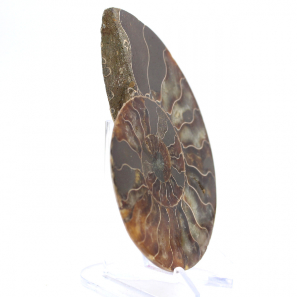 Ammonit aus Madagaskar: Rhythmus und Sedimentation