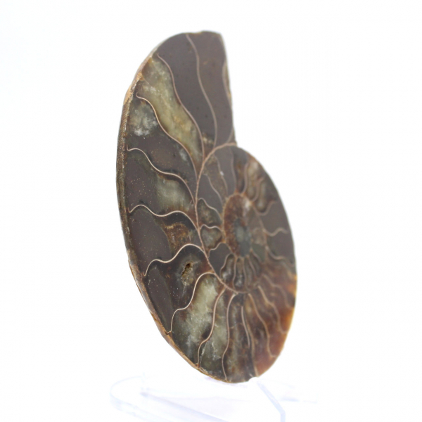 Poliertes Ammonitenfossil: Dichte und Details