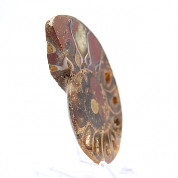 Ammonit aus Madagaskar: Mineralfeinheit