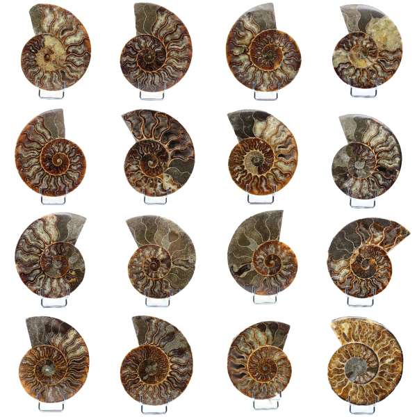 Fossiler natürlicher Ammonit