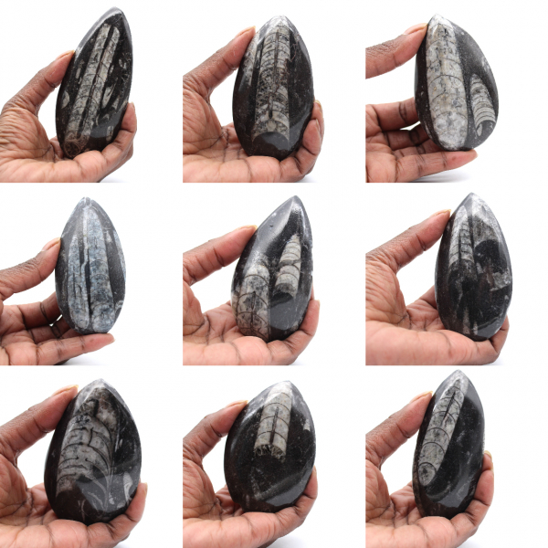 Marokkanische Orthoceras