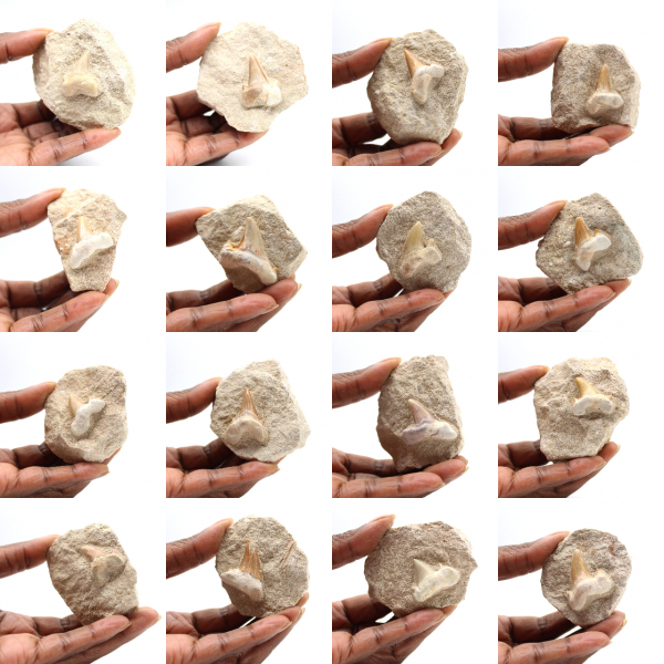 Fossiler Zahn von Otodus